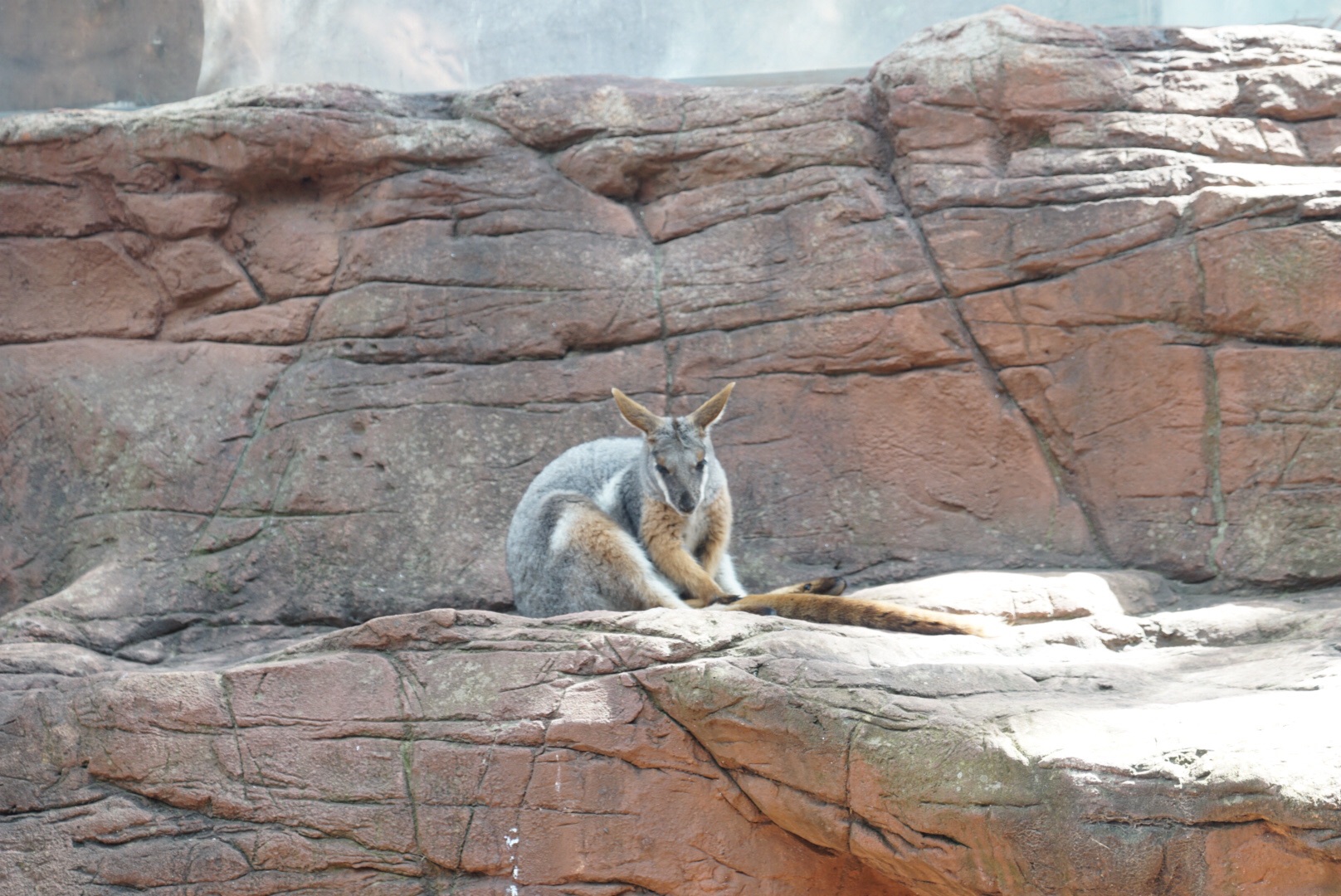 WILD LIFE Sydney Zoo-Gabriella Hall