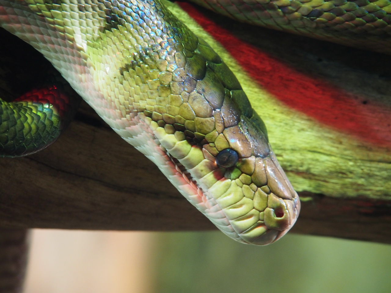WILD LIFE Sydney Zoo-Simon Fraser