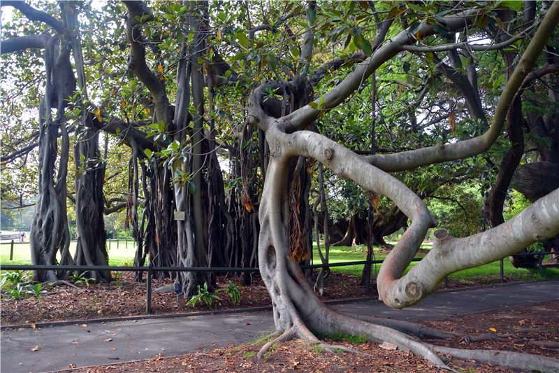 Royal Botanic Garden-Sienna Brooks