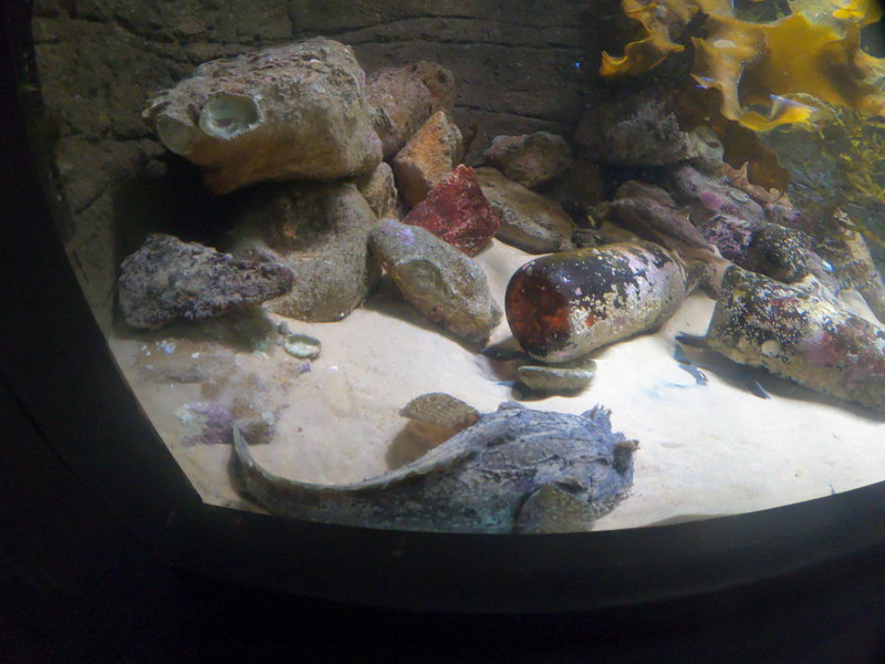 SEA LIFE Sydney Aquarium-Henry Lee