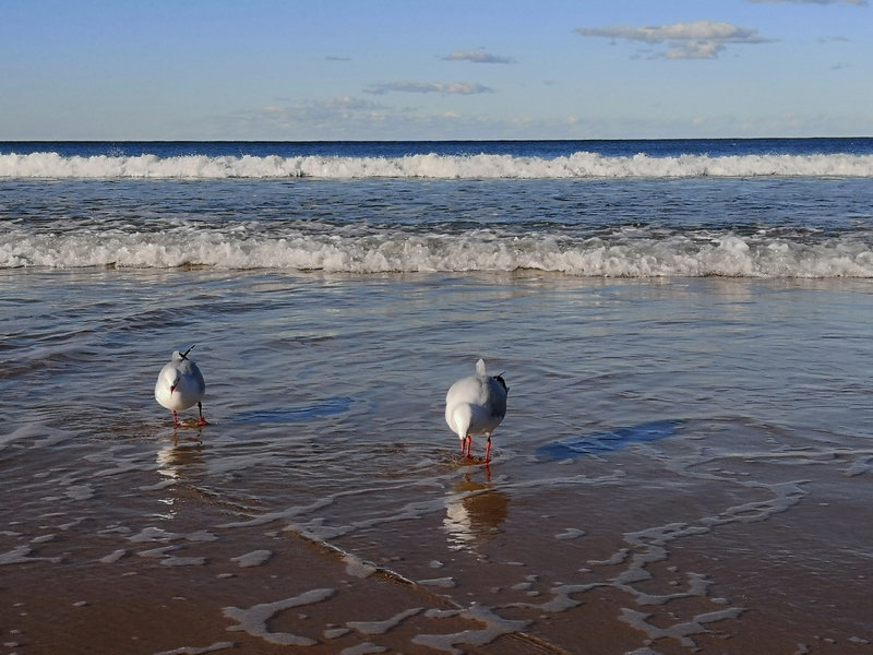 Manly Beach-Benjamin Silverstein