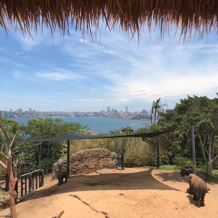 Taronga Zoo-Phoenix Stormfall