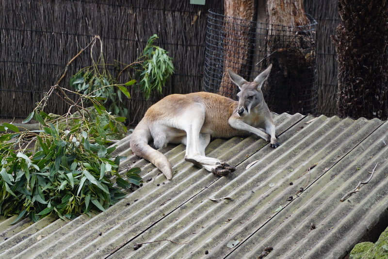 Taronga Zoo-Storm Highwind