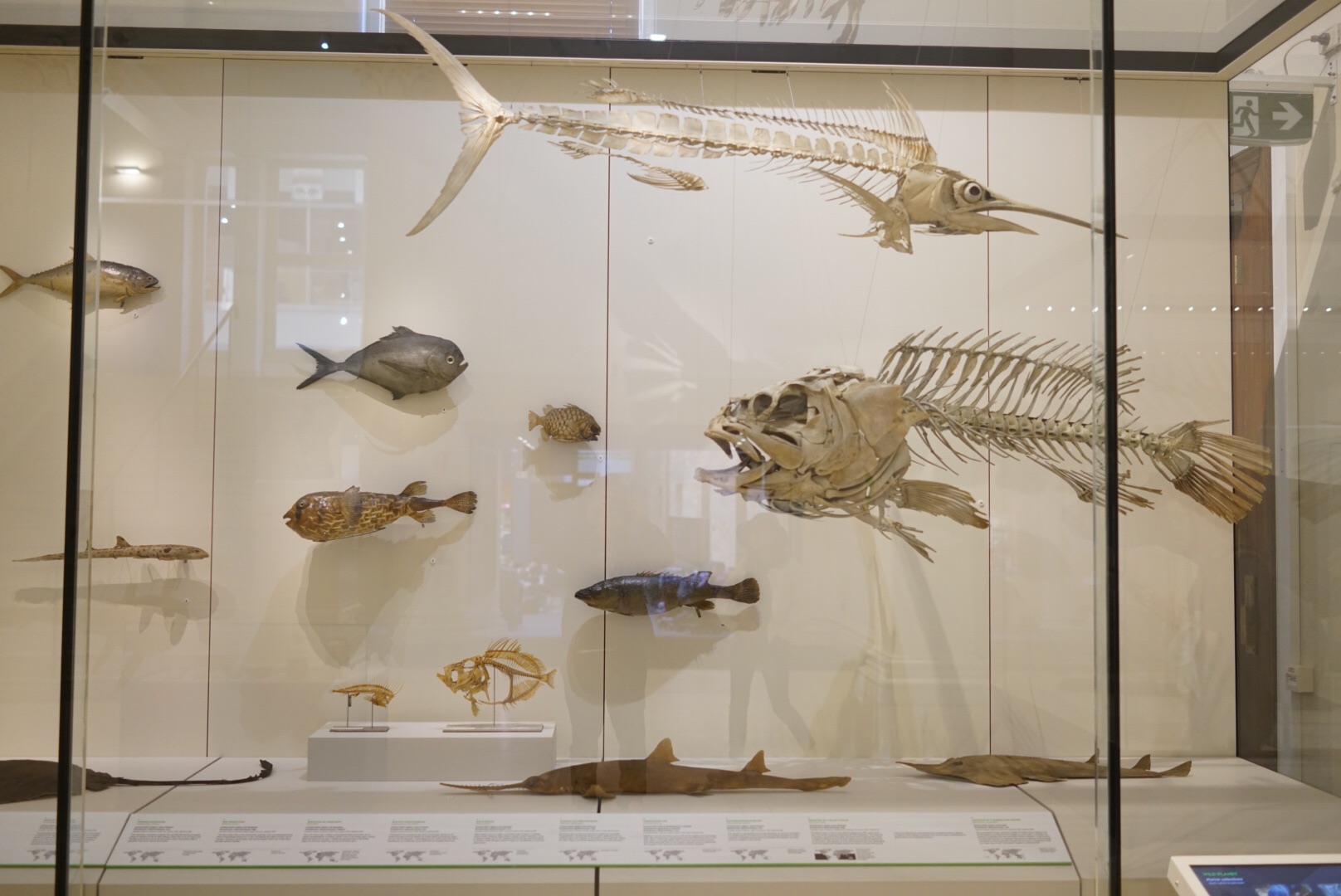 Australian Museum-Isabella Turner