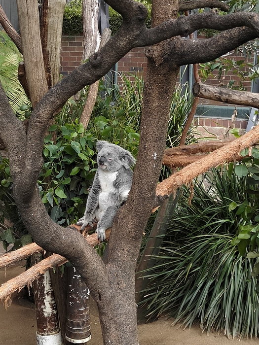 Taronga Zoo-Sage Frostbrook