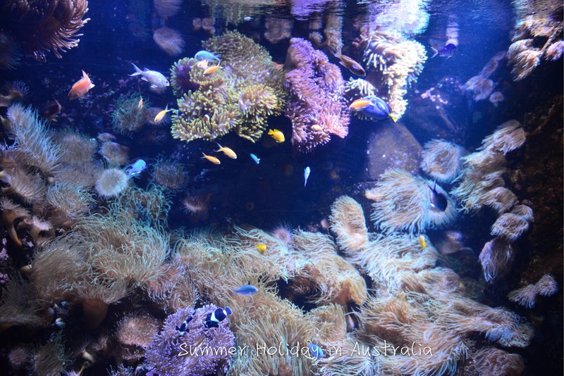 SEA LIFE Sydney Aquarium-Evelyn Scott