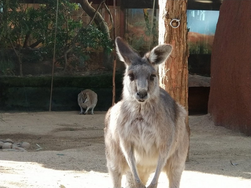 WILD LIFE Sydney Zoo-Oscar Brooks