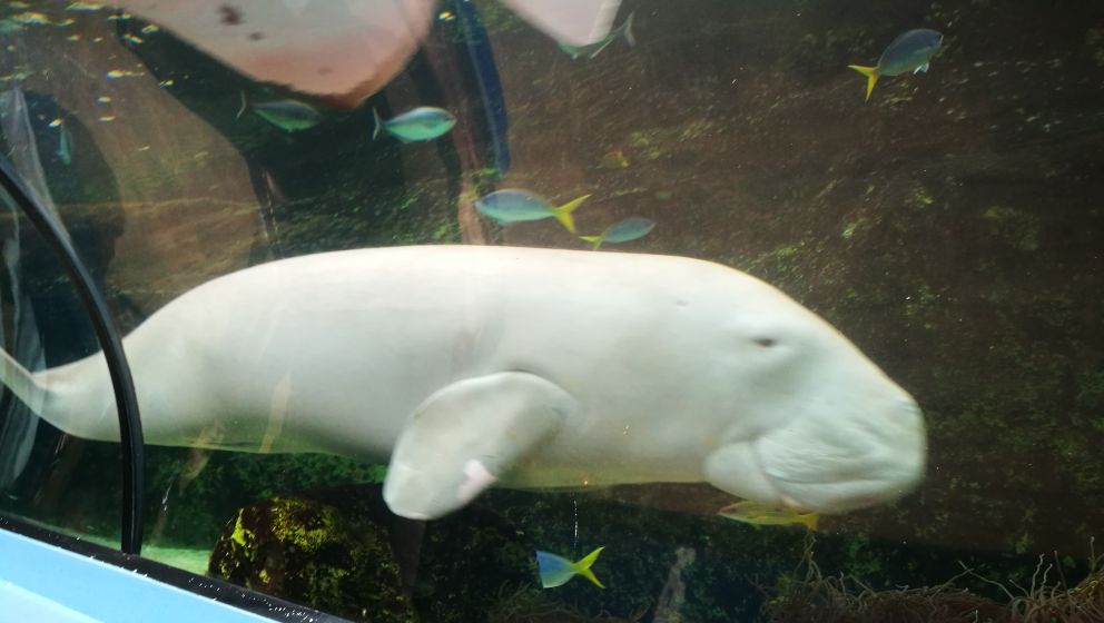 SEA LIFE Sydney Aquarium-Chloe Bennett