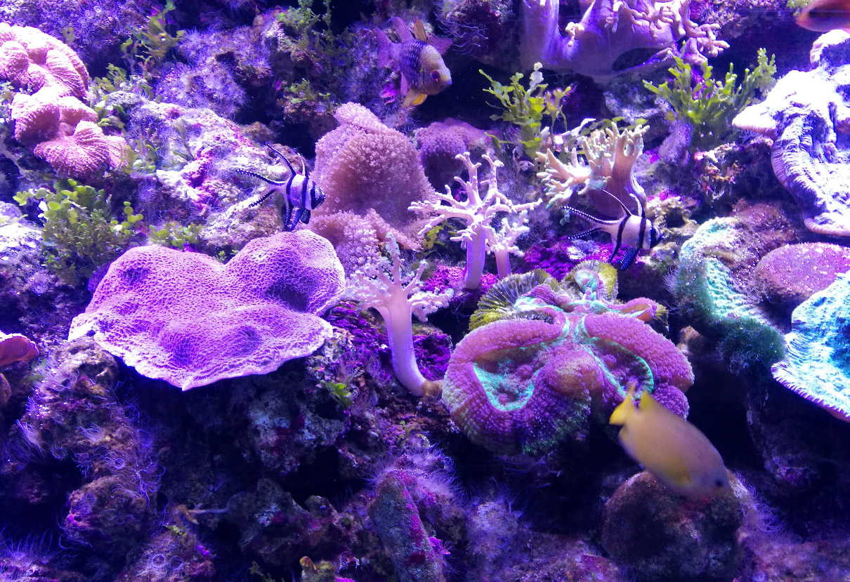 SEA LIFE Sydney Aquarium-David Price