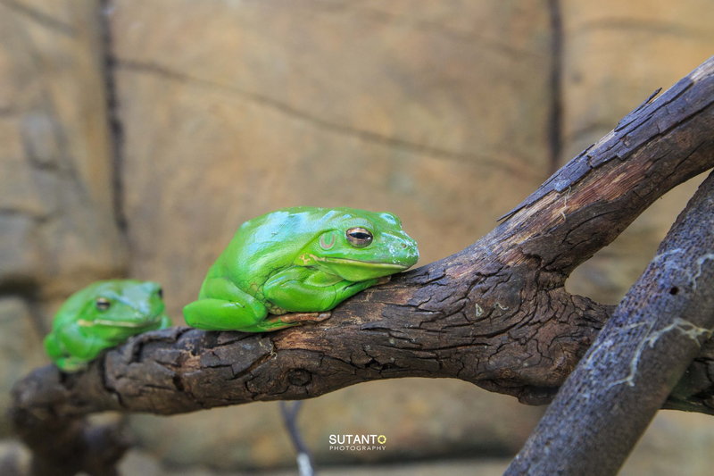WILD LIFE Sydney Zoo-Colin Torres