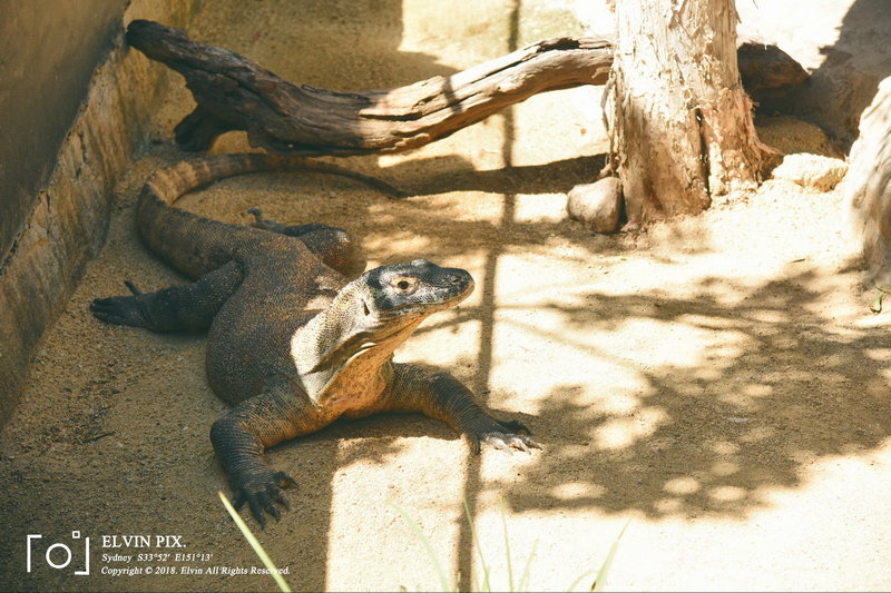 Taronga Zoo-Atlas Dawnrise