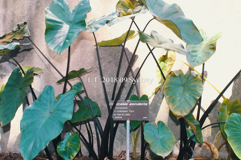 Royal Botanic Garden-Marcus Davis