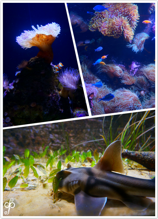 SEA LIFE Sydney Aquarium-Andrew Cooper