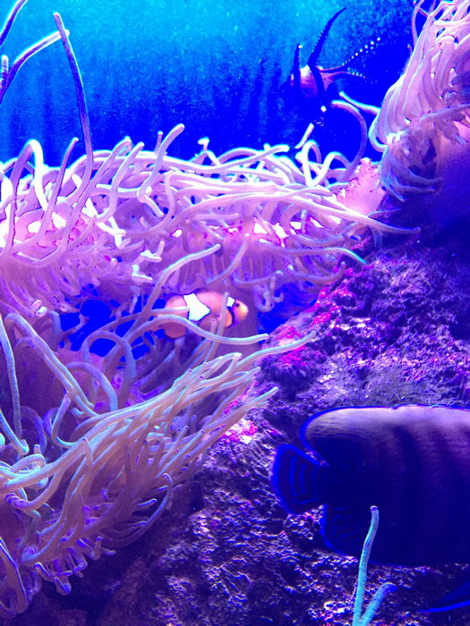 SEA LIFE Sydney Aquarium-Andrew Cooper