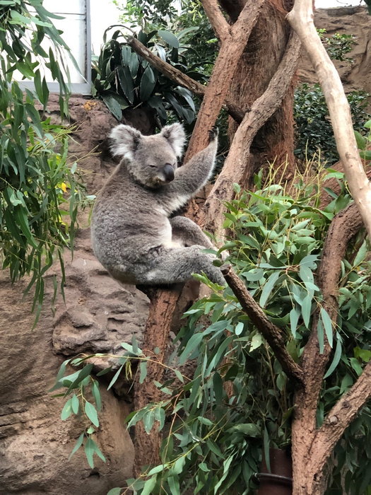 WILD LIFE Sydney Zoo-Nina Henderson