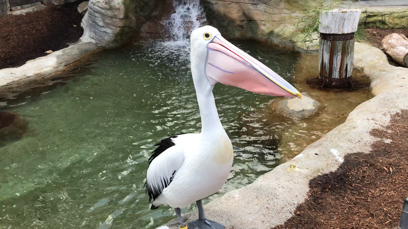 Taronga Zoo-Sage Steelwind