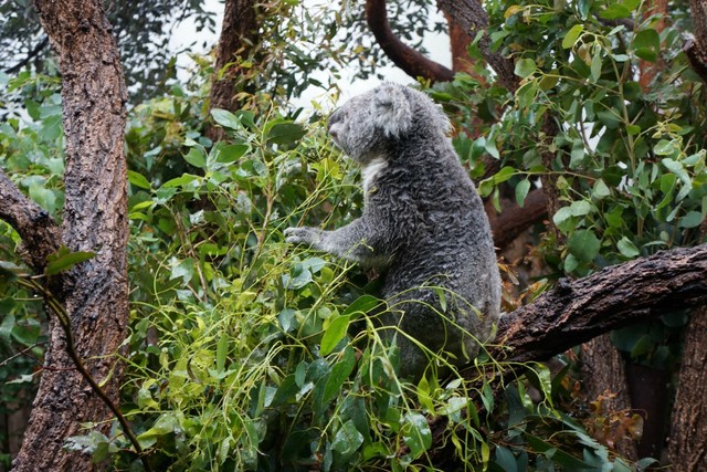 WILD LIFE Sydney Zoo-Brady Long