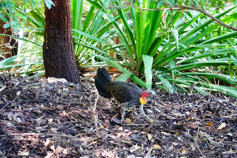 Taronga Zoo-Slate Ironwood