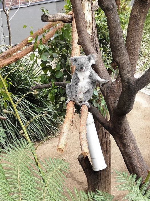 Taronga Zoo-Sage Frostbrook