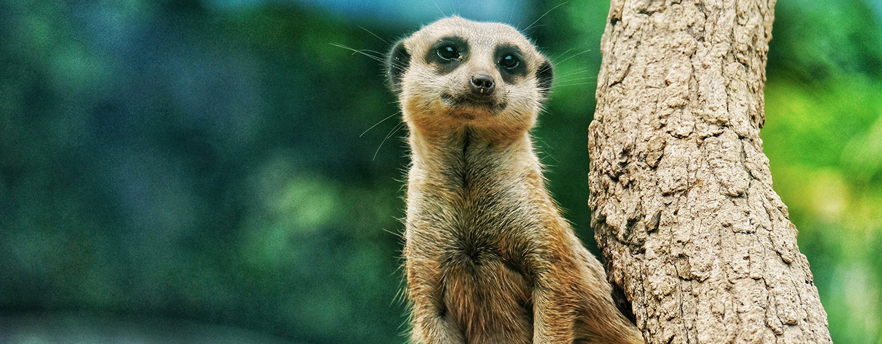 Taronga Zoo