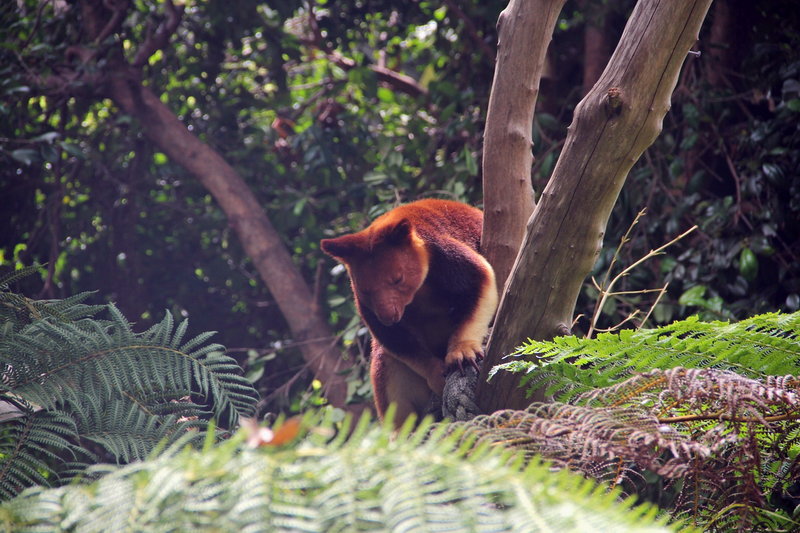 Taronga Zoo-Kai Ravenrise