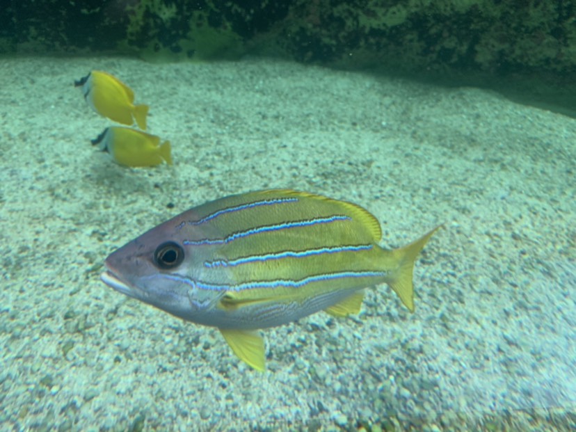 SEA LIFE Sydney Aquarium-William White