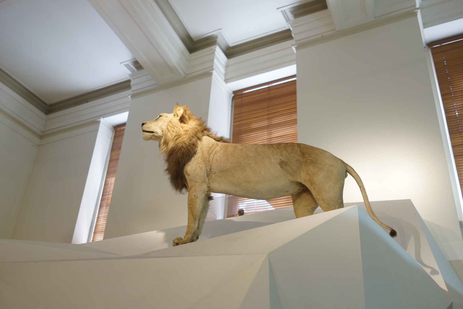 Australian Museum-Isabella Turner