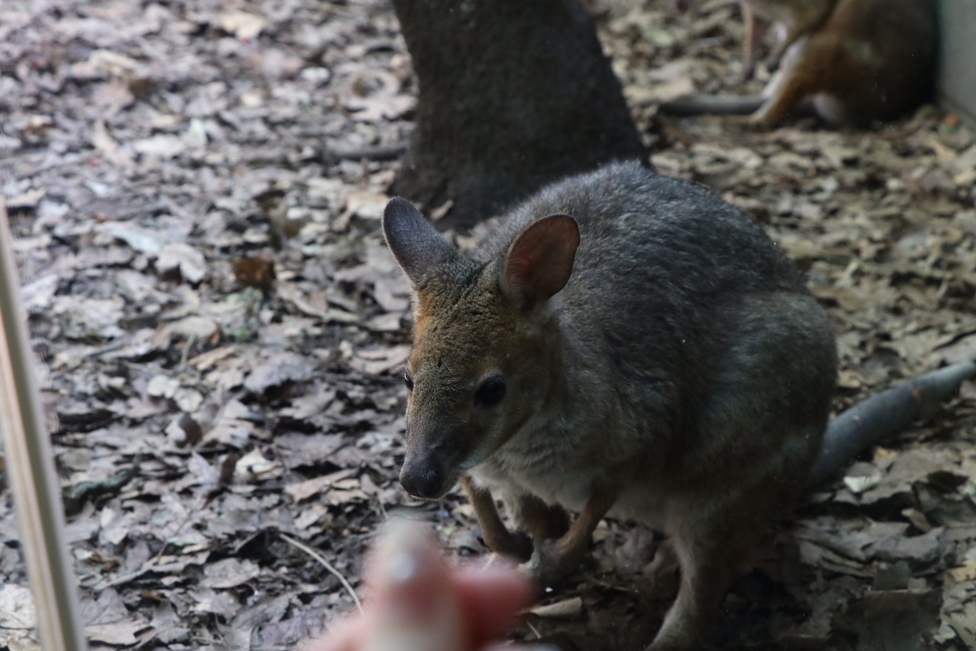 WILD LIFE Sydney Zoo-Lucia Griffin