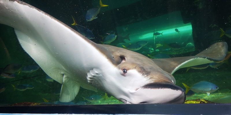 SEA LIFE Sydney Aquarium-Emma Thompson