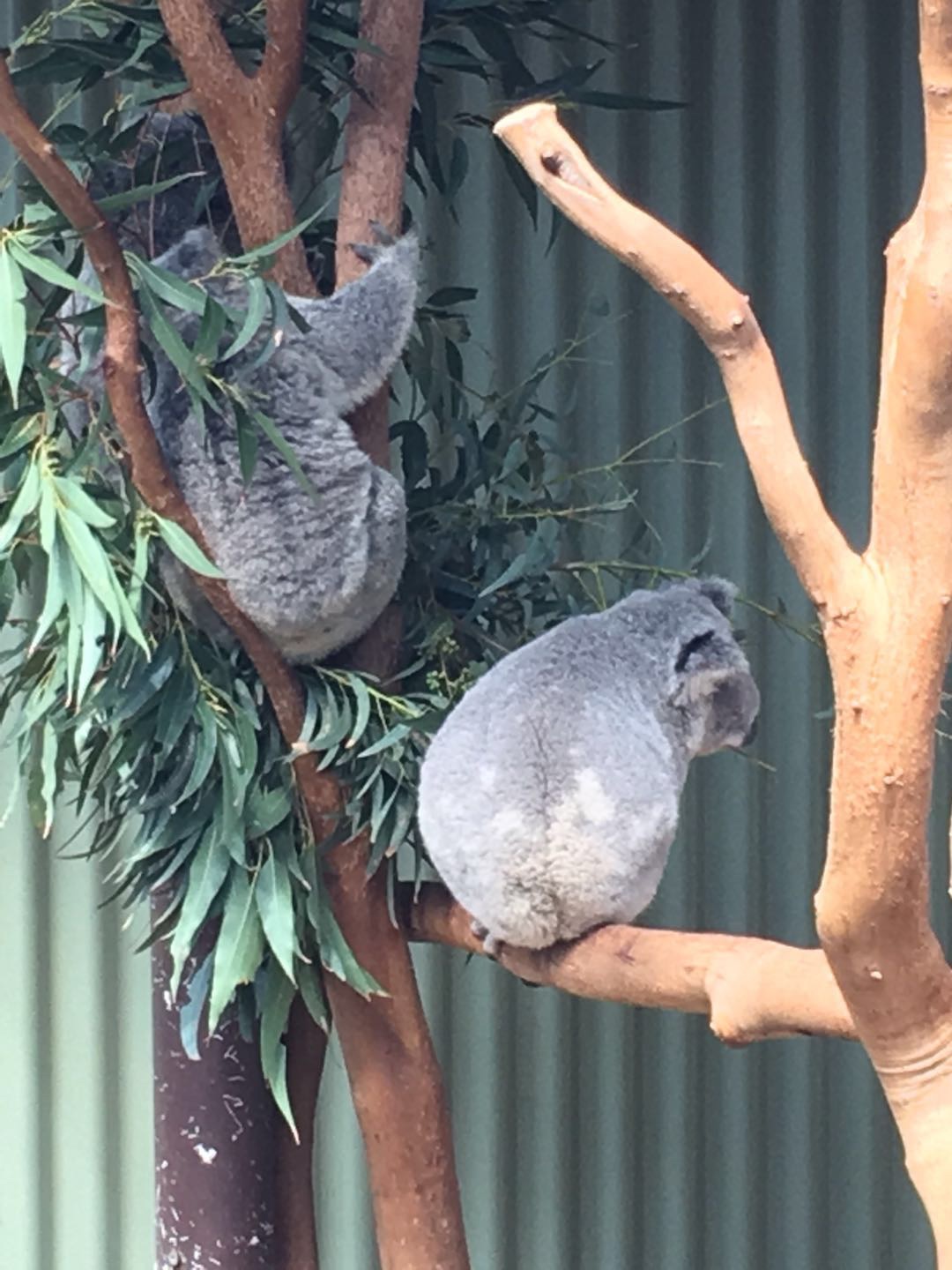 WILD LIFE Sydney Zoo-Delilah Cox