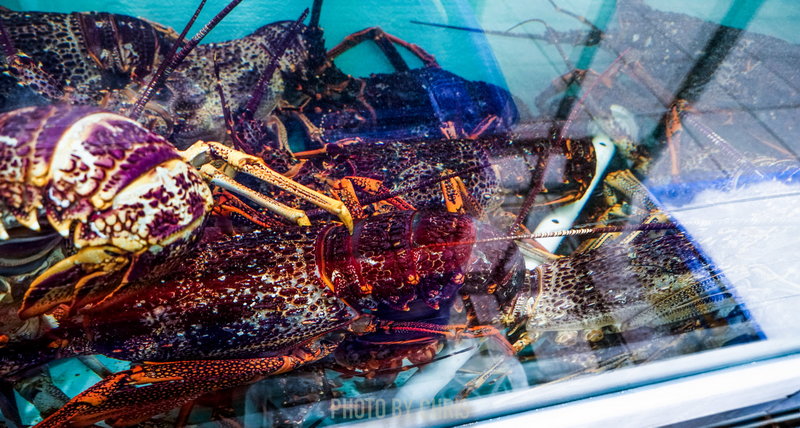 Sydney Fish Market-Norah Morris