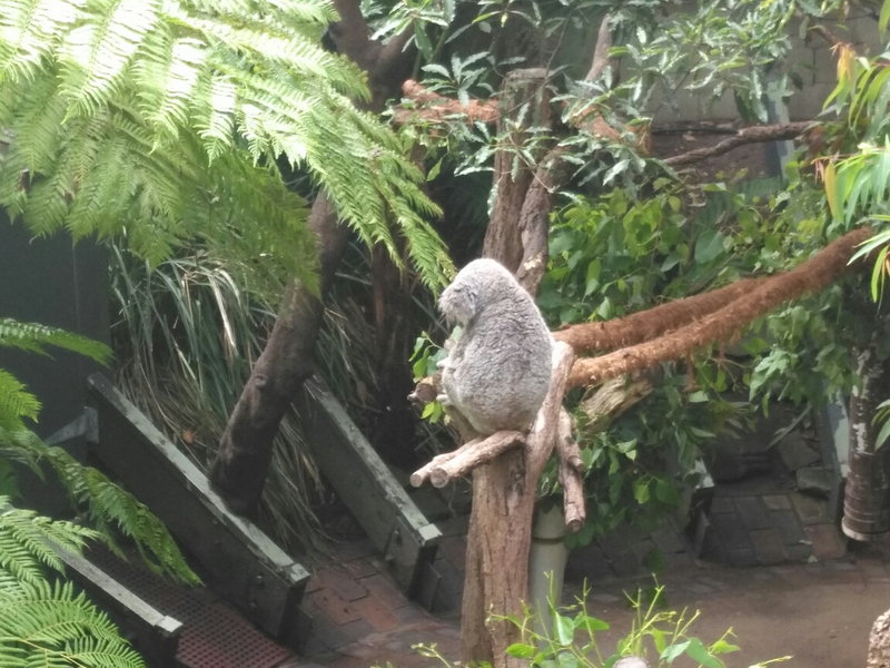 Taronga Zoo-Ash Stonebrook