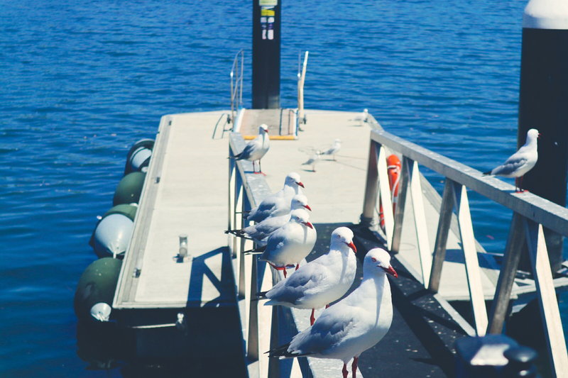 Sydney Fish Market-Audrey Johnson