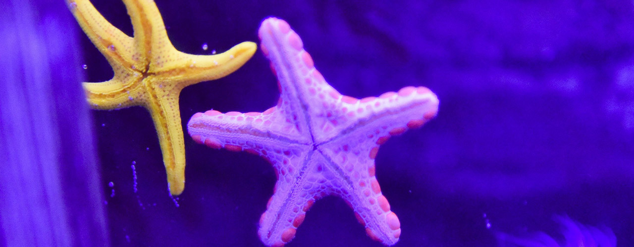 SEA LIFE Sydney Aquarium