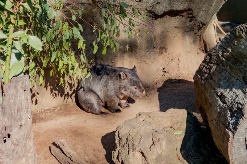 Taronga Zoo-Rain Darkwater