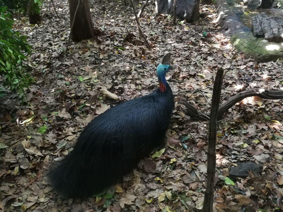 WILD LIFE Sydney Zoo-Felix Price
