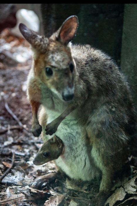 Taronga Zoo-Sage Ironbrook