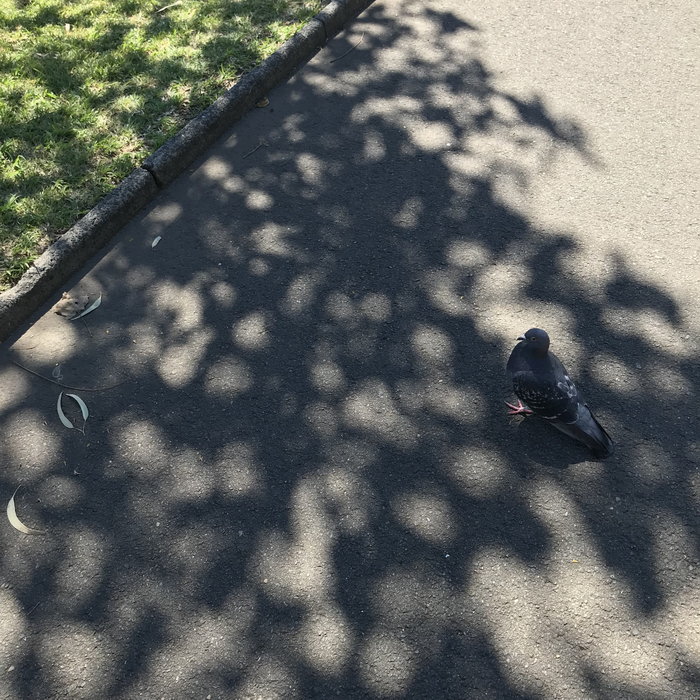 Royal Botanic Garden-Georgia Wilson