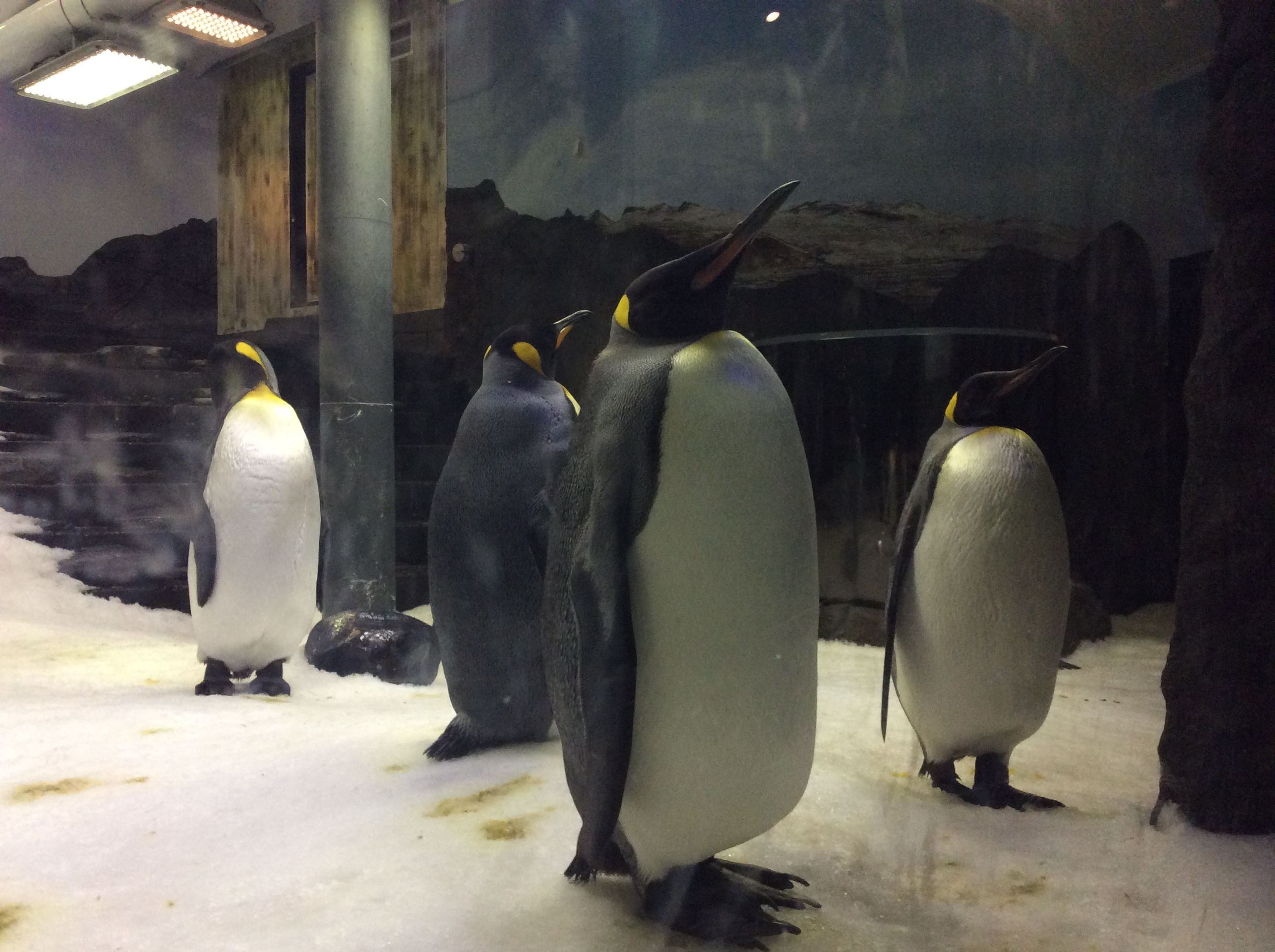SEA LIFE Sydney Aquarium-Grace Phillips