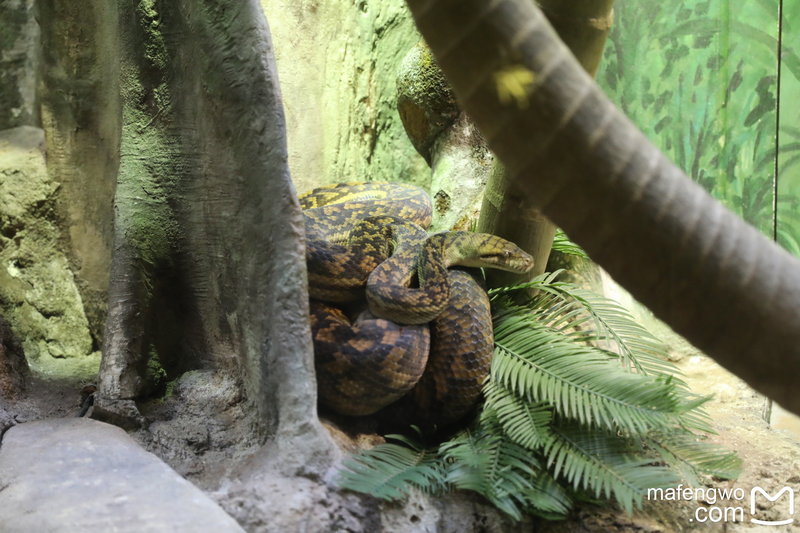Taronga Zoo-Ember Dawnfall