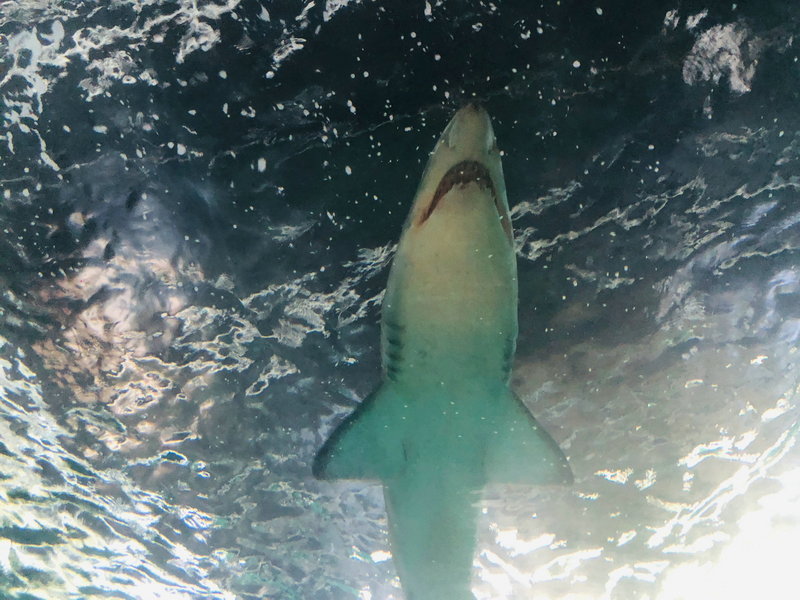 SEA LIFE Sydney Aquarium-Ava Martinez