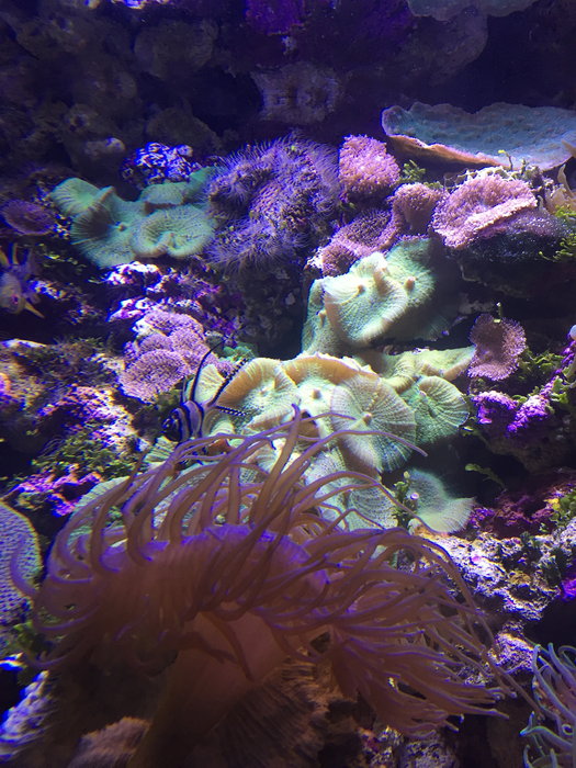 SEA LIFE Sydney Aquarium-Andrew Cooper