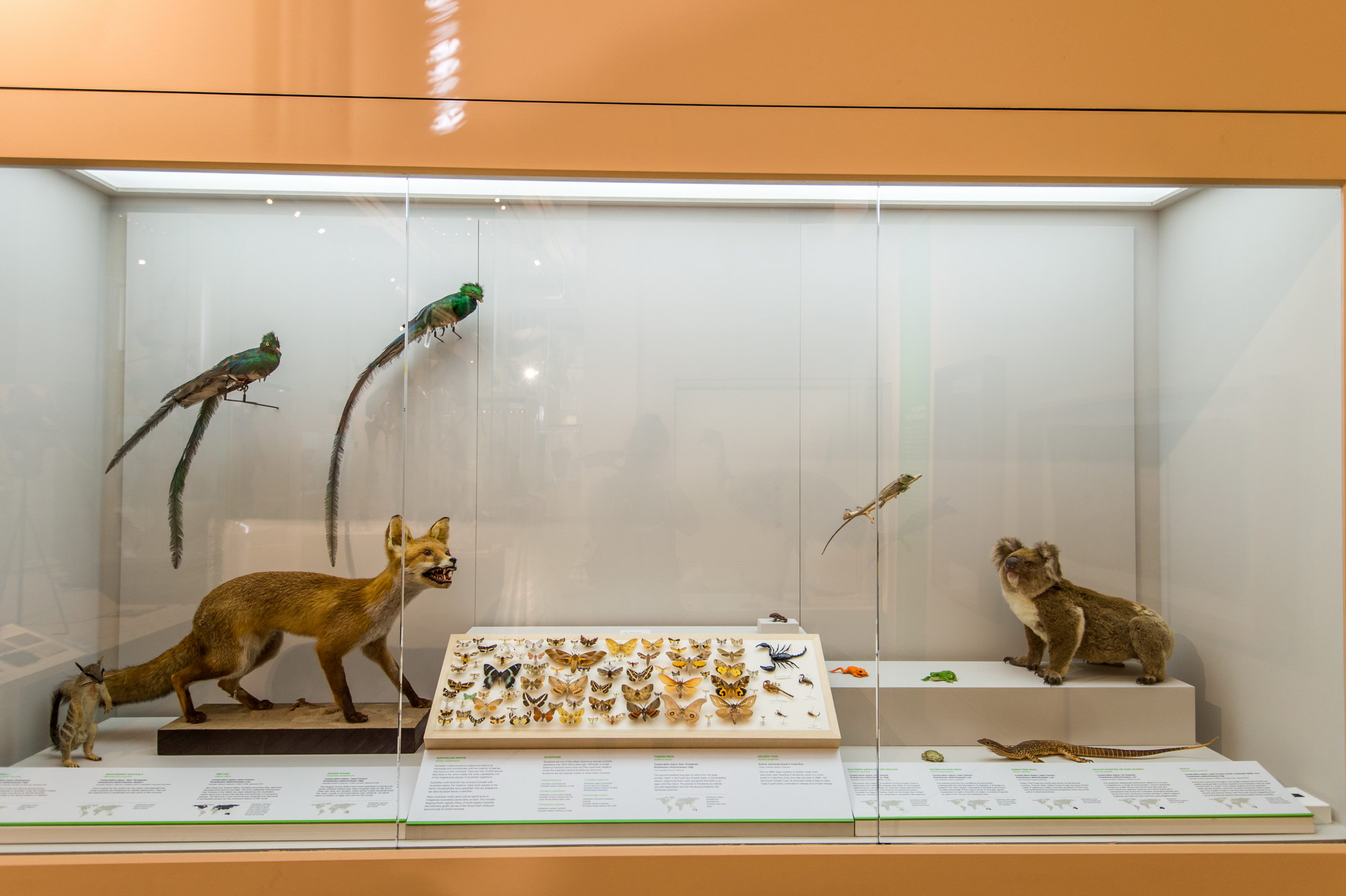 Australian Museum-Victoria Ross