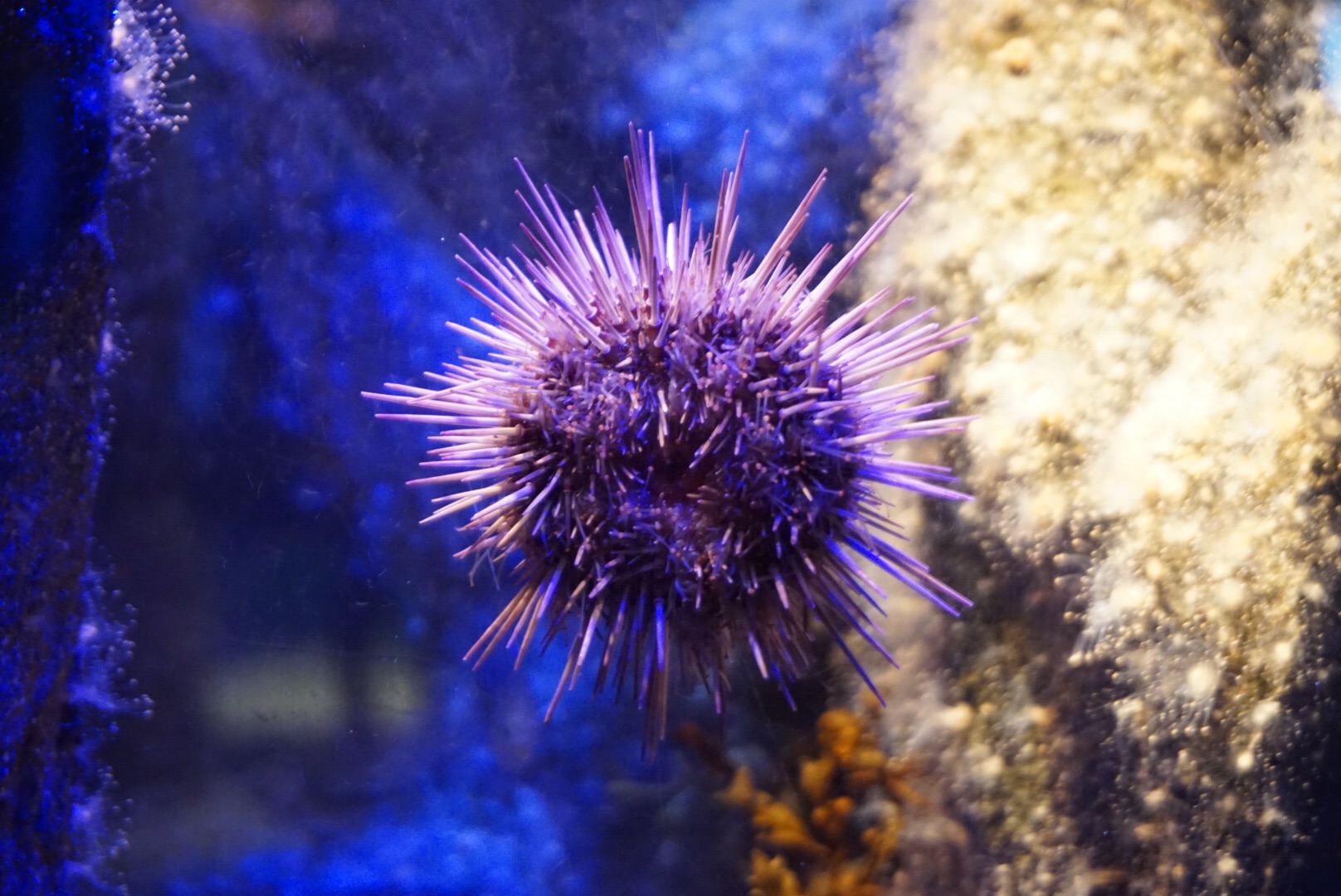 SEA LIFE Sydney Aquarium-Mia Robinson