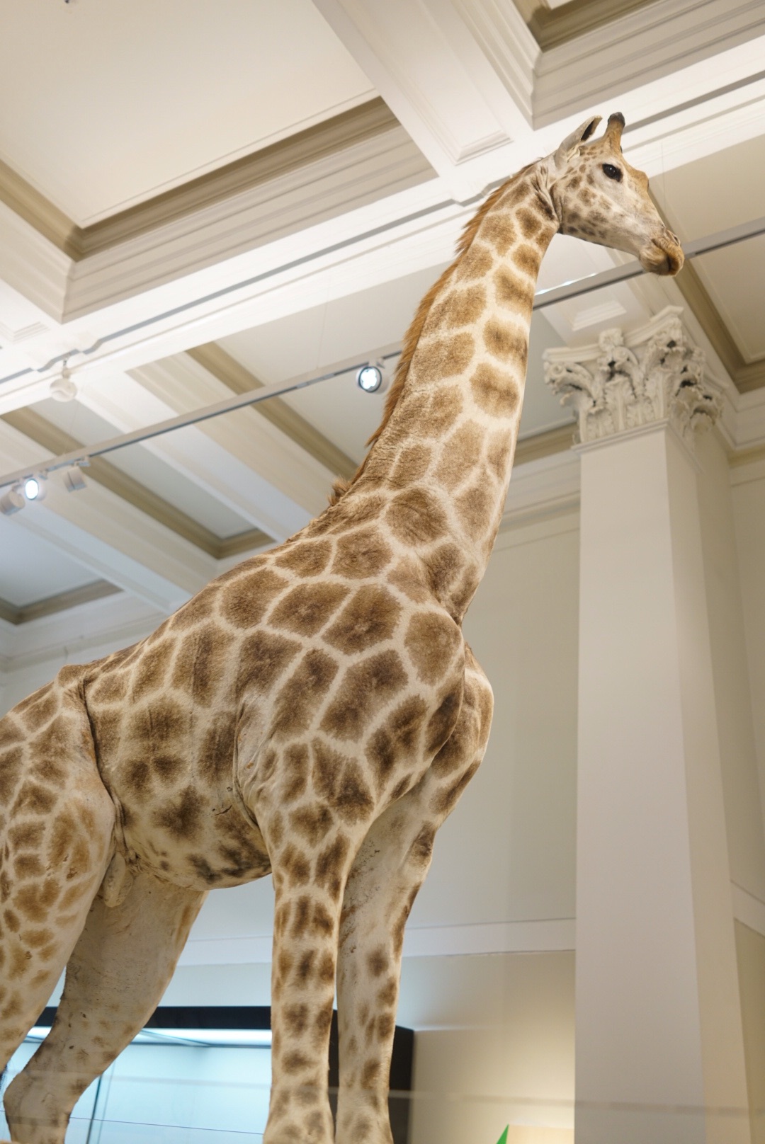 Australian Museum-Isabella Turner