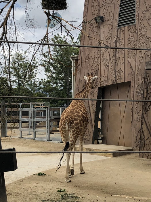 Taronga Zoo-Echo Ironvale