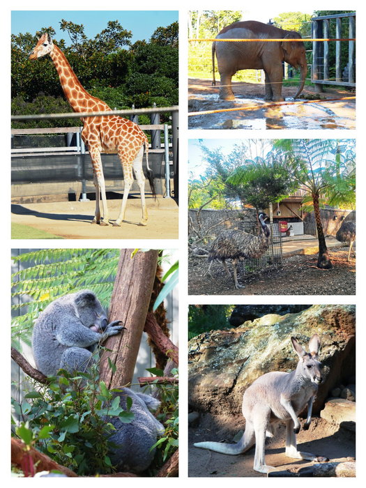 Taronga Zoo-Vale Silverwind