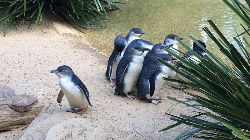 WILD LIFE Sydney Zoo-Delilah Cox