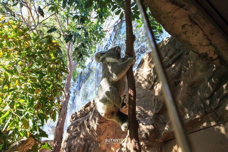 WILD LIFE Sydney Zoo-Colin Torres