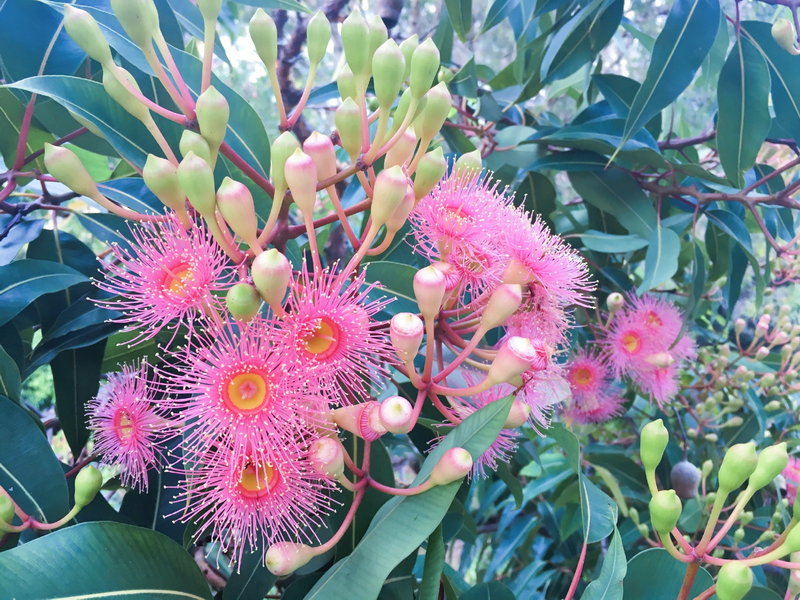 Royal Botanic Garden-Rachel Turner
